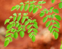 Moringa Can Treat the Side Effects of Cancer